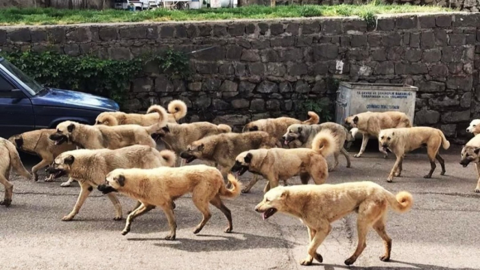 Sokak Hayvanları Yasası Üzerinden Yapılan Siyasi Manipülasyonlar!!!